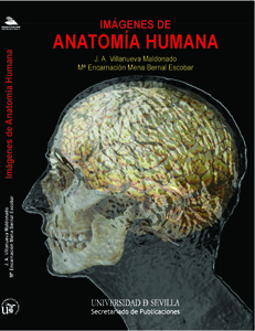 Imágenes de anatomía humana (CD) (9788447210275)